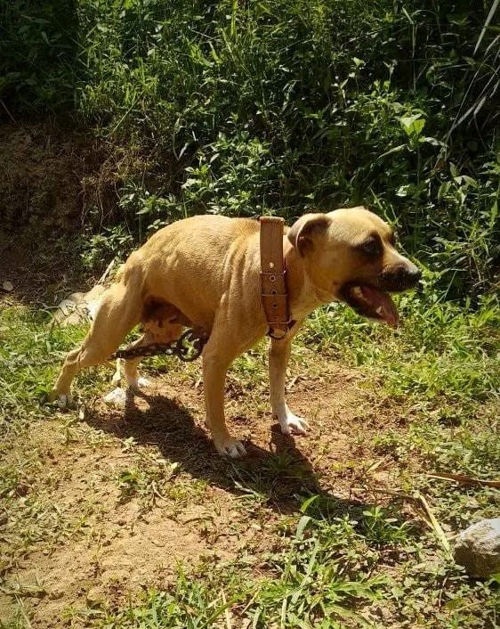 Photo of the dog