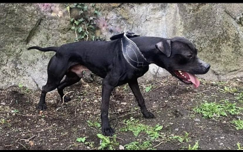 Photo of the dog