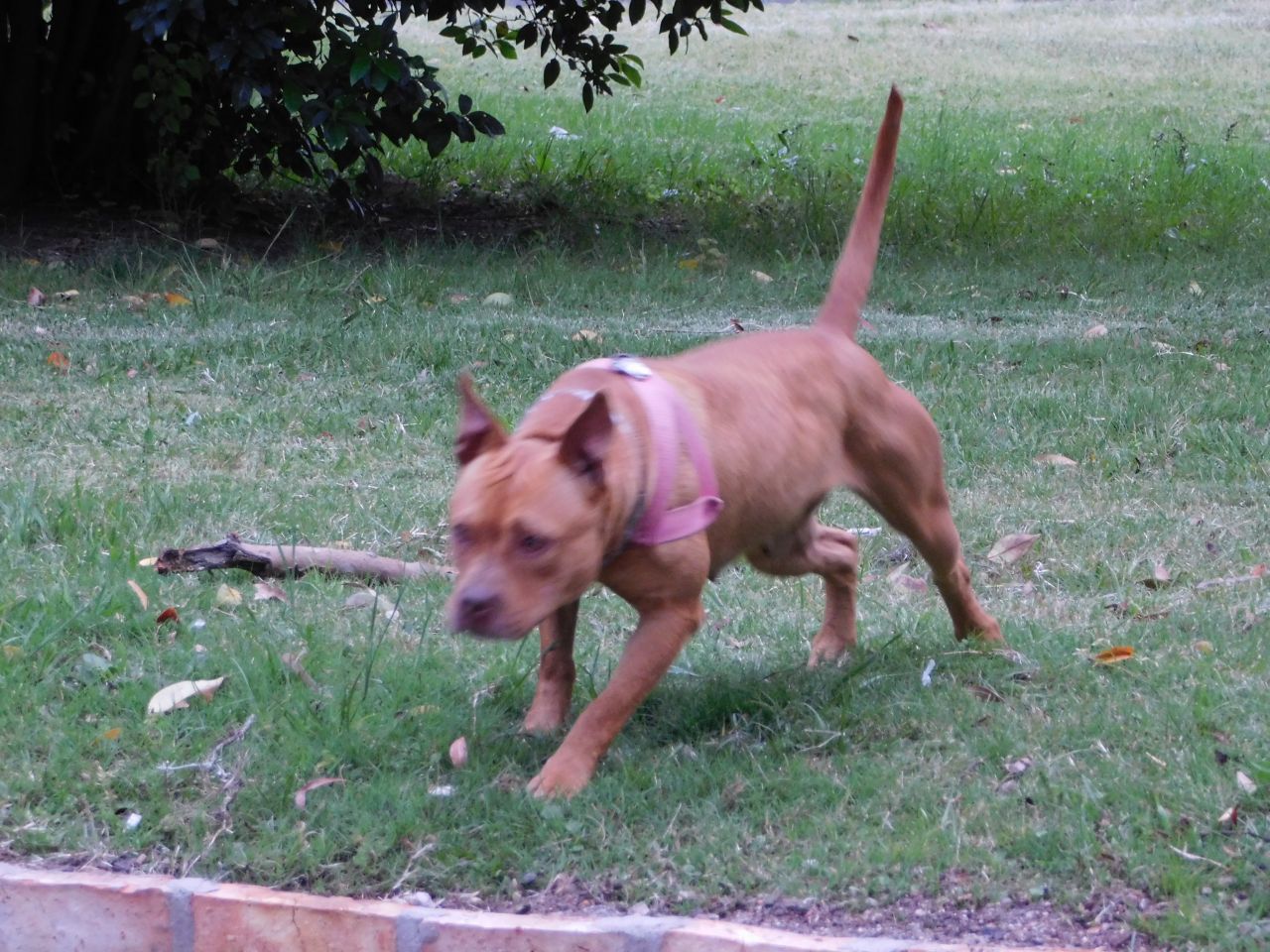 Photo of the dog