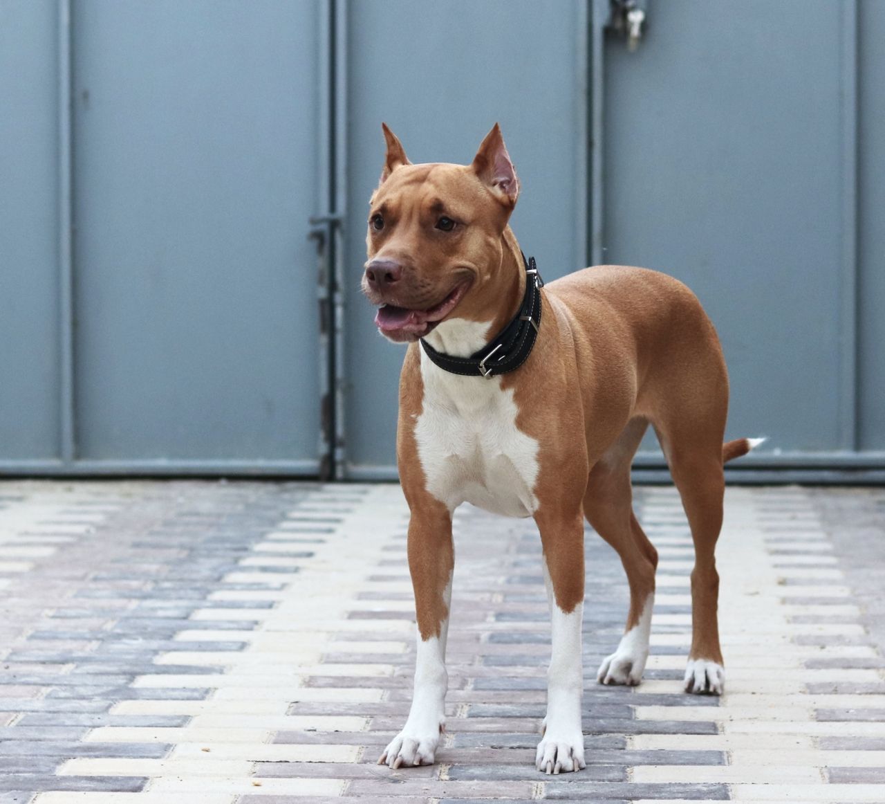 Photo of the dog