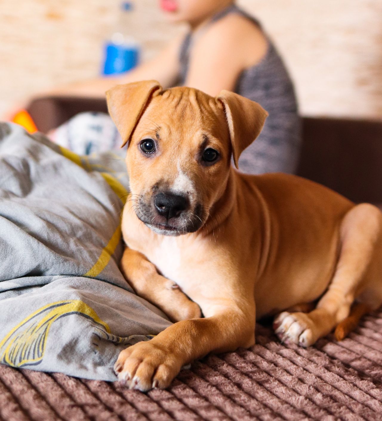 Photo of the dog