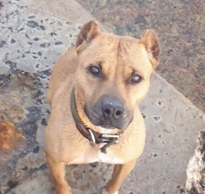 Photo of the dog