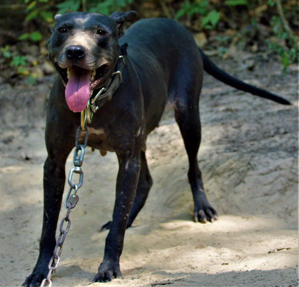 Photo of the dog