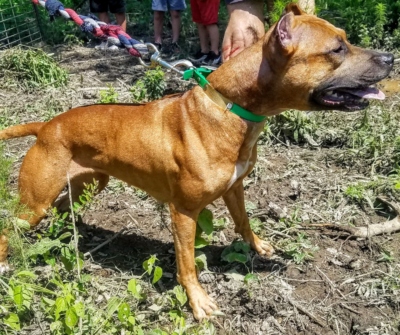 Photo of the dog