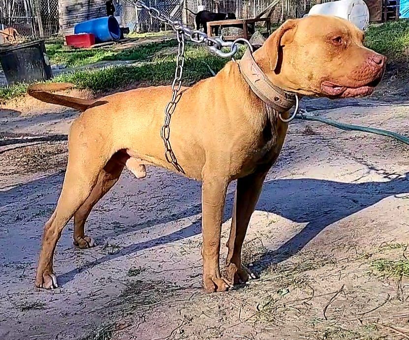 Photo of the dog