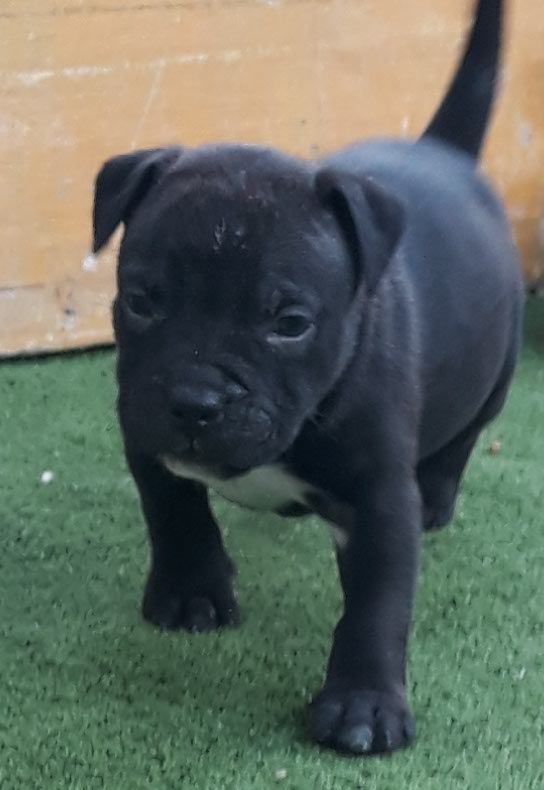 Photo of the dog