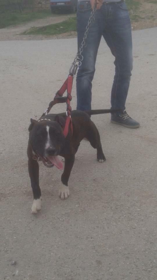 Photo of the dog