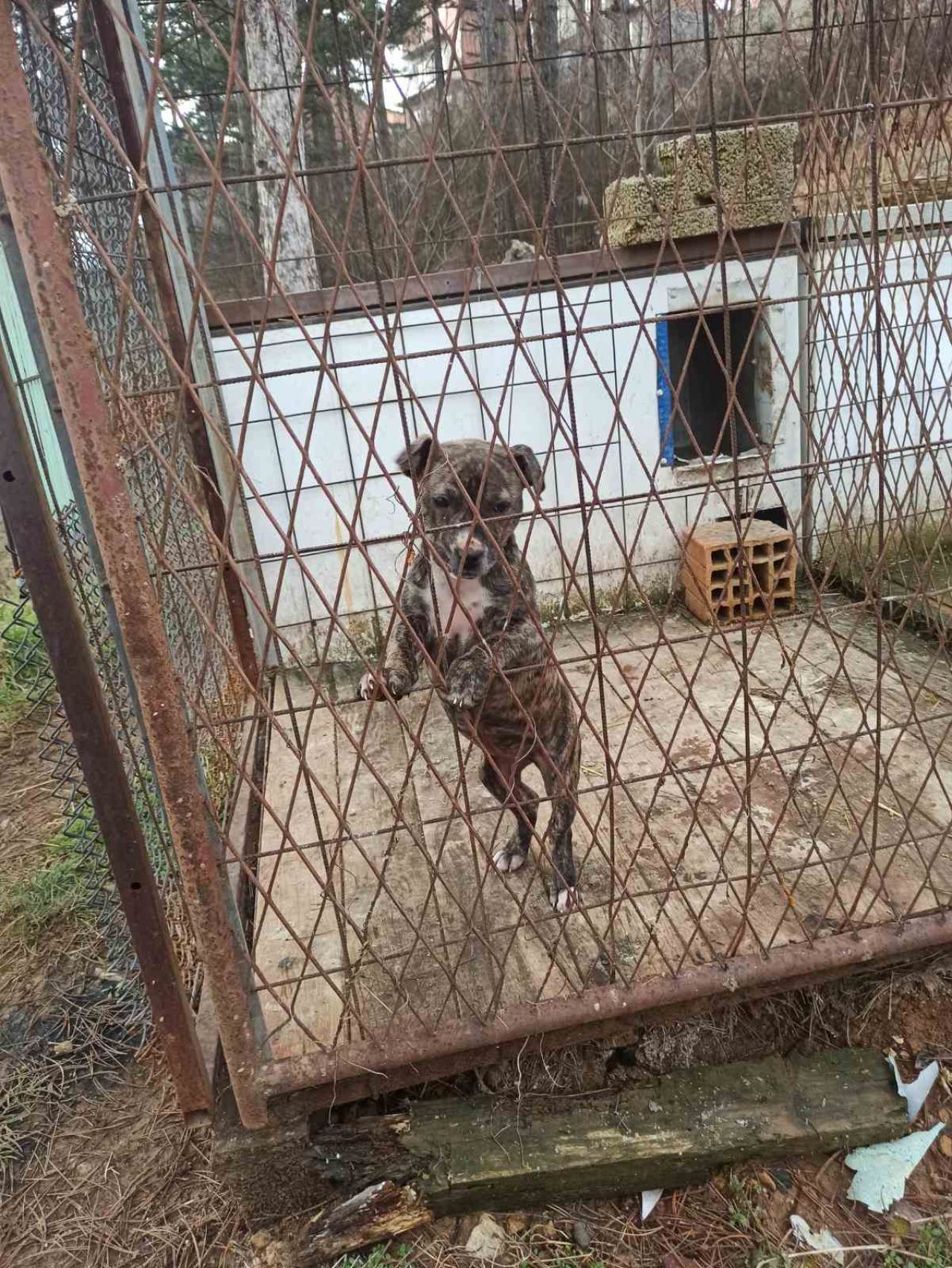 Photo of the dog