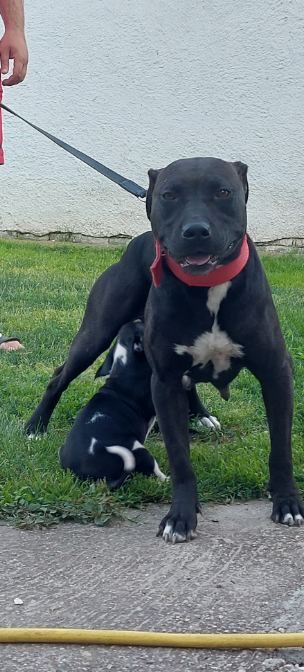 Photo of the dog