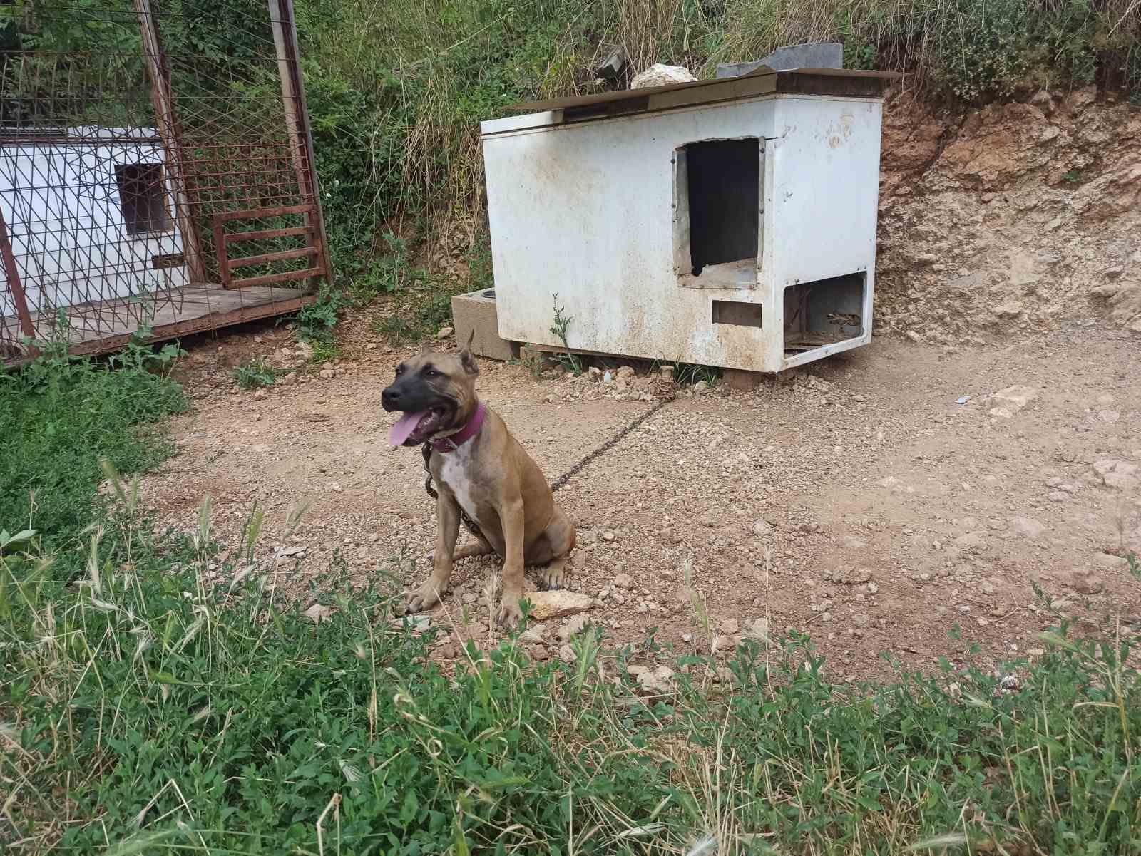 Photo of the dog