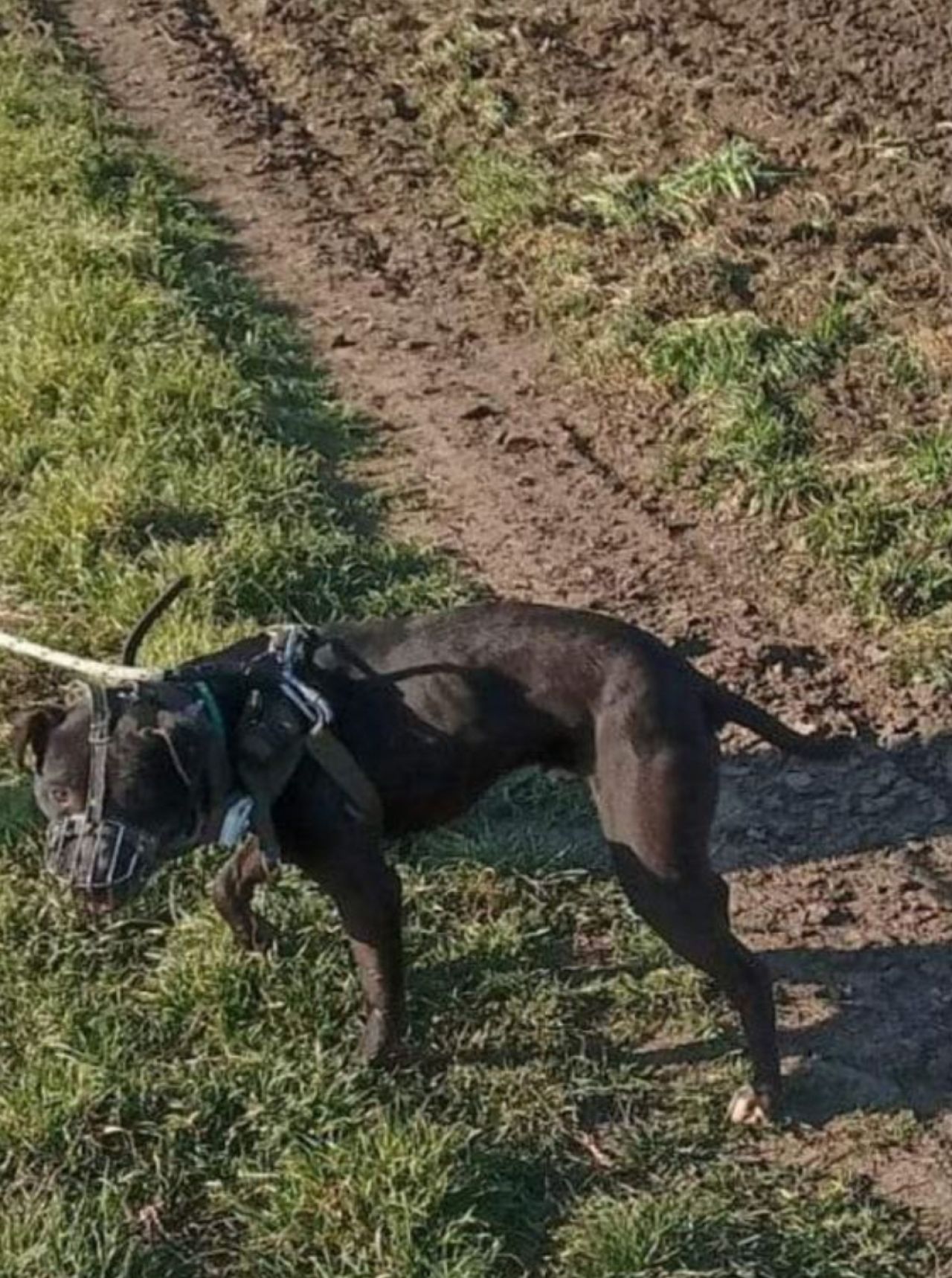 Photo of the dog