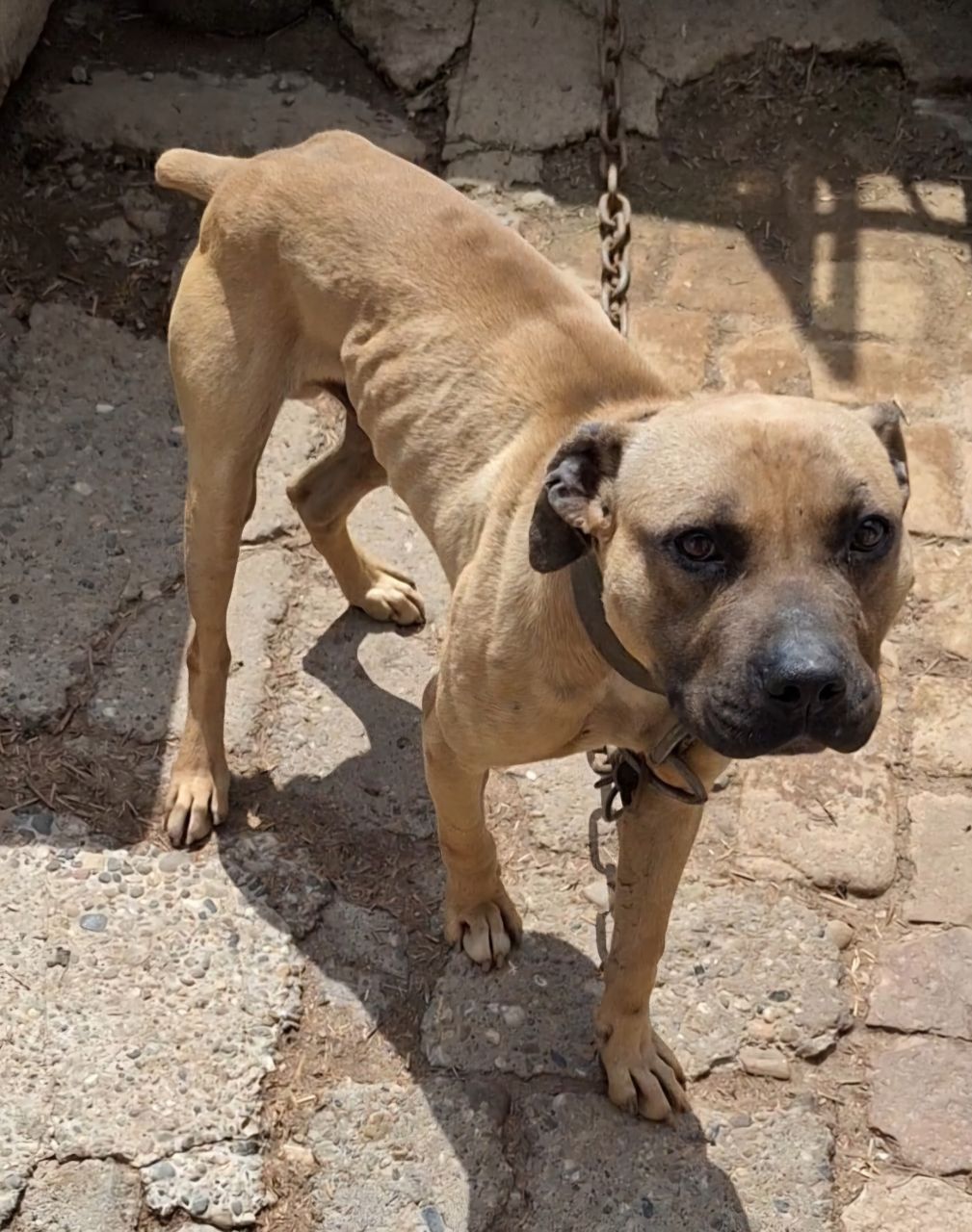Photo of the dog