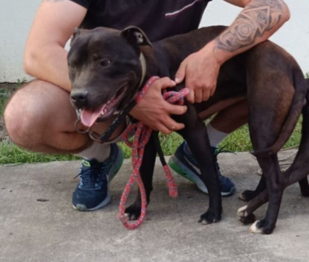 Photo of the dog