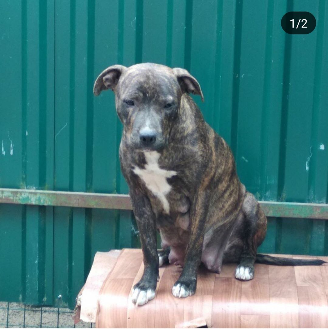 Photo of the dog