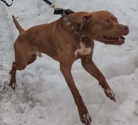 Photo of the dog