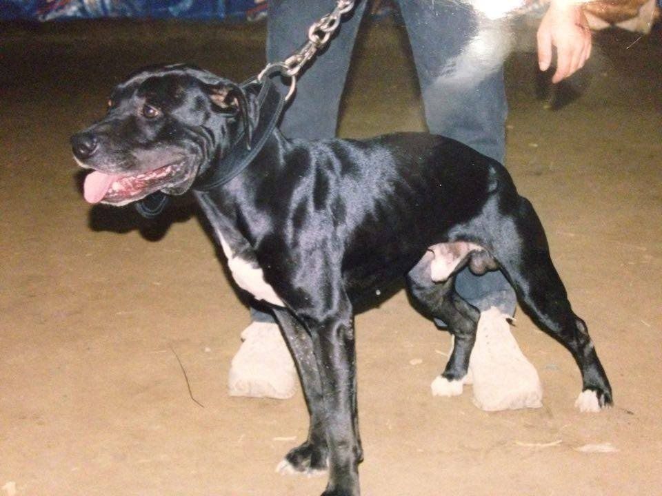Photo of the dog