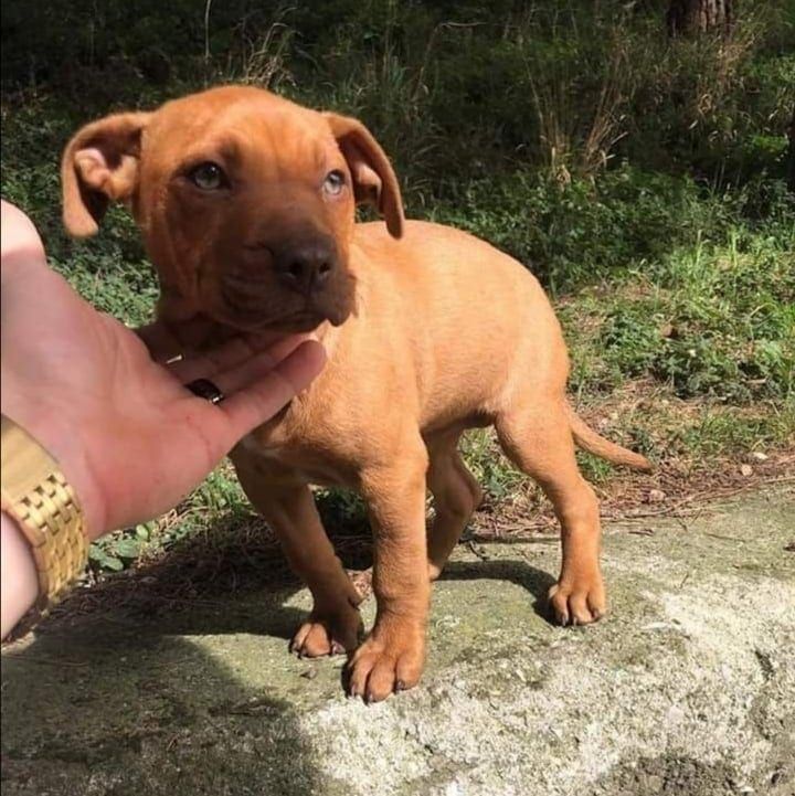 Photo of the dog