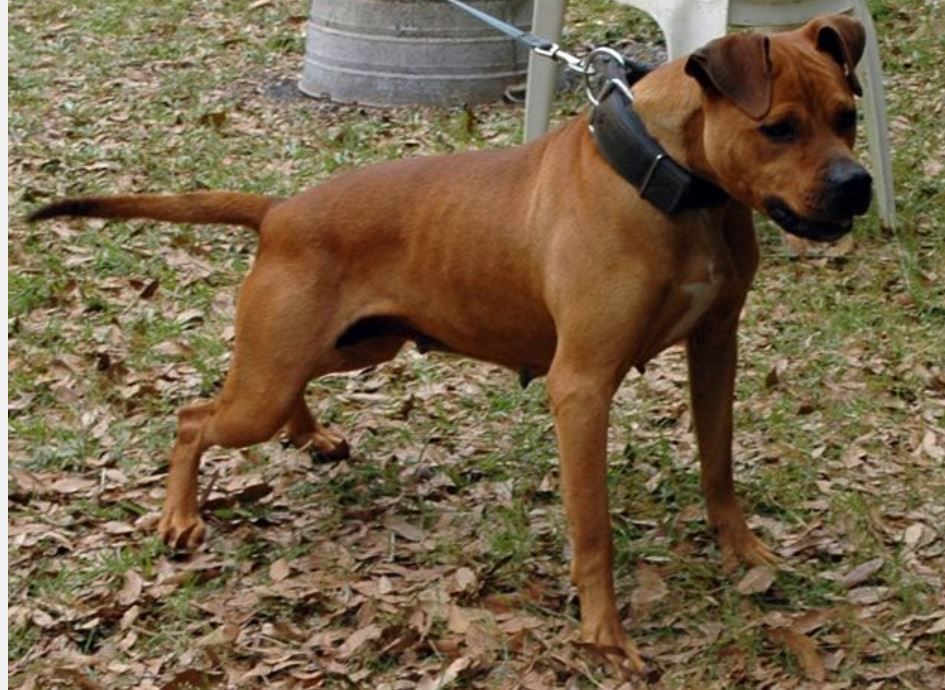 Photo of the dog