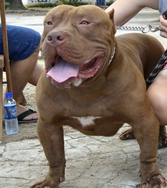 Photo of the dog