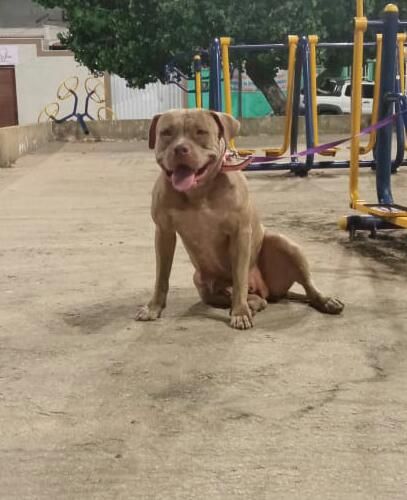 Photo of the dog