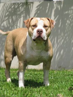 Photo of the dog