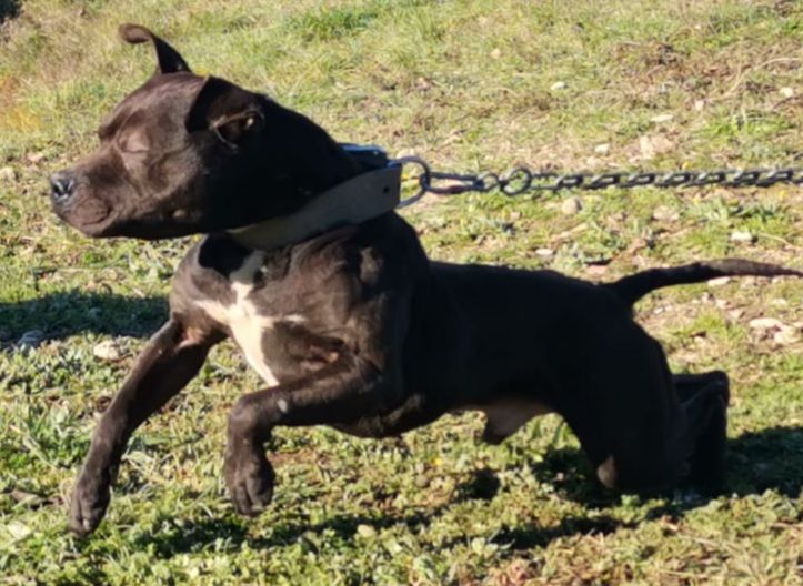 Photo of the dog