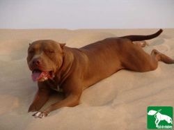 Photo of the dog