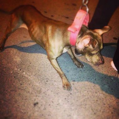 Photo of the dog