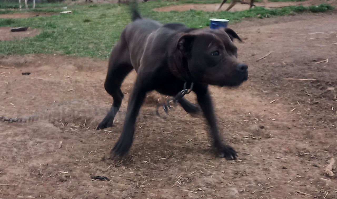Photo of the dog