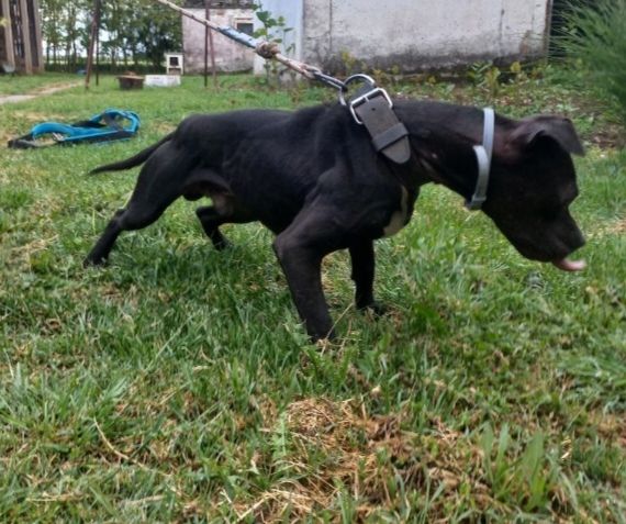 Photo of the dog