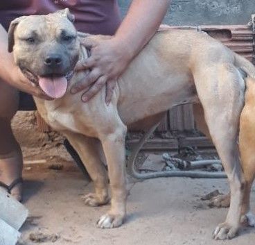 Photo of the dog