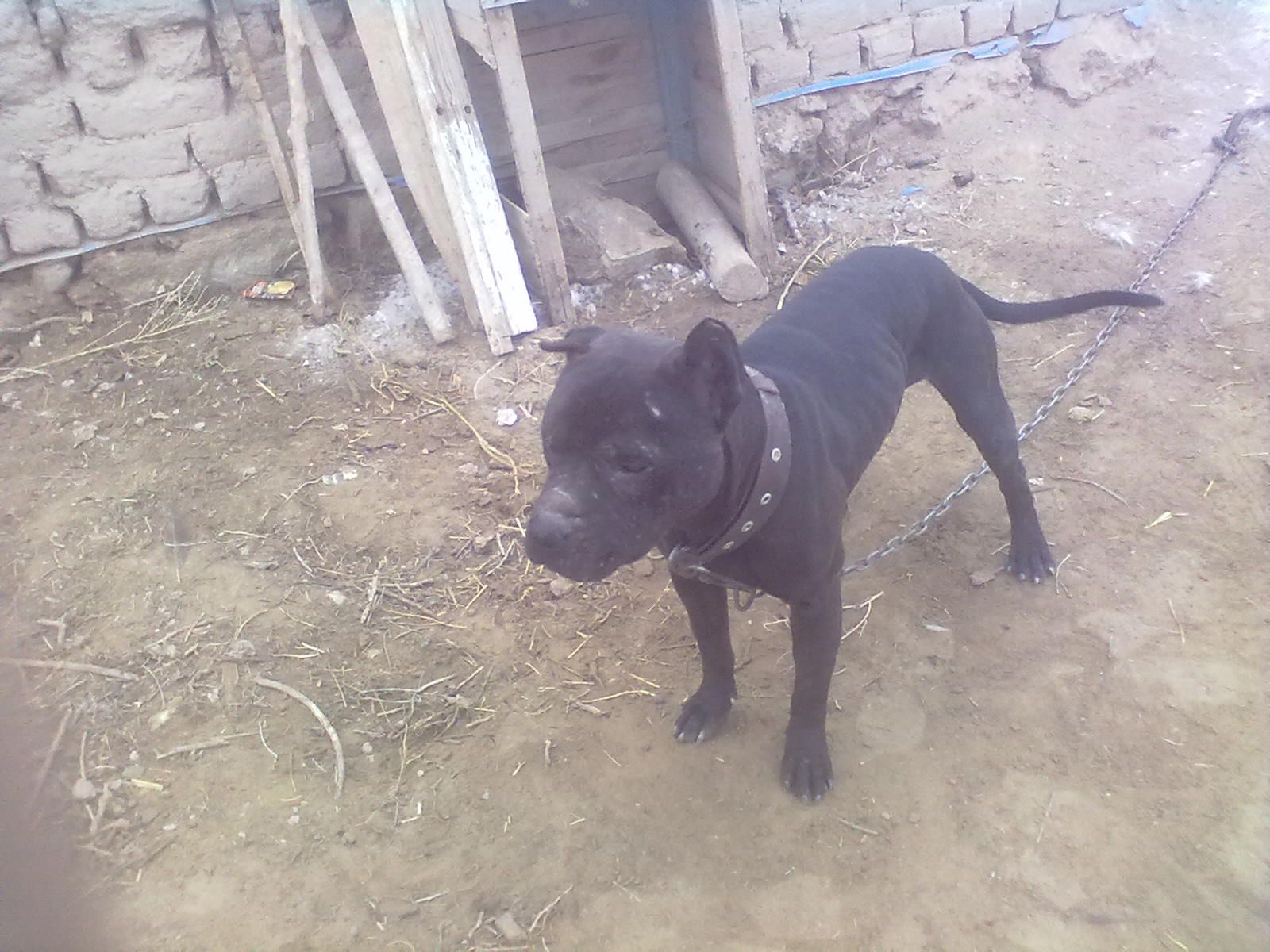 Photo of the dog