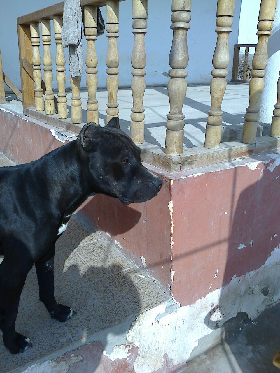 Photo of the dog