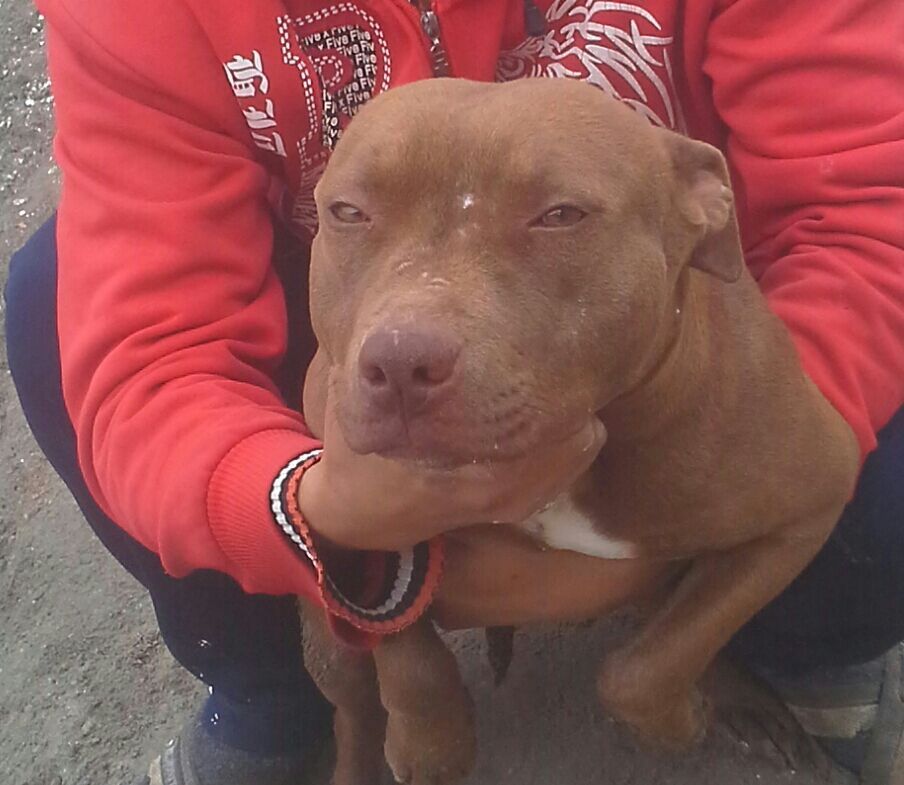 Photo of the dog