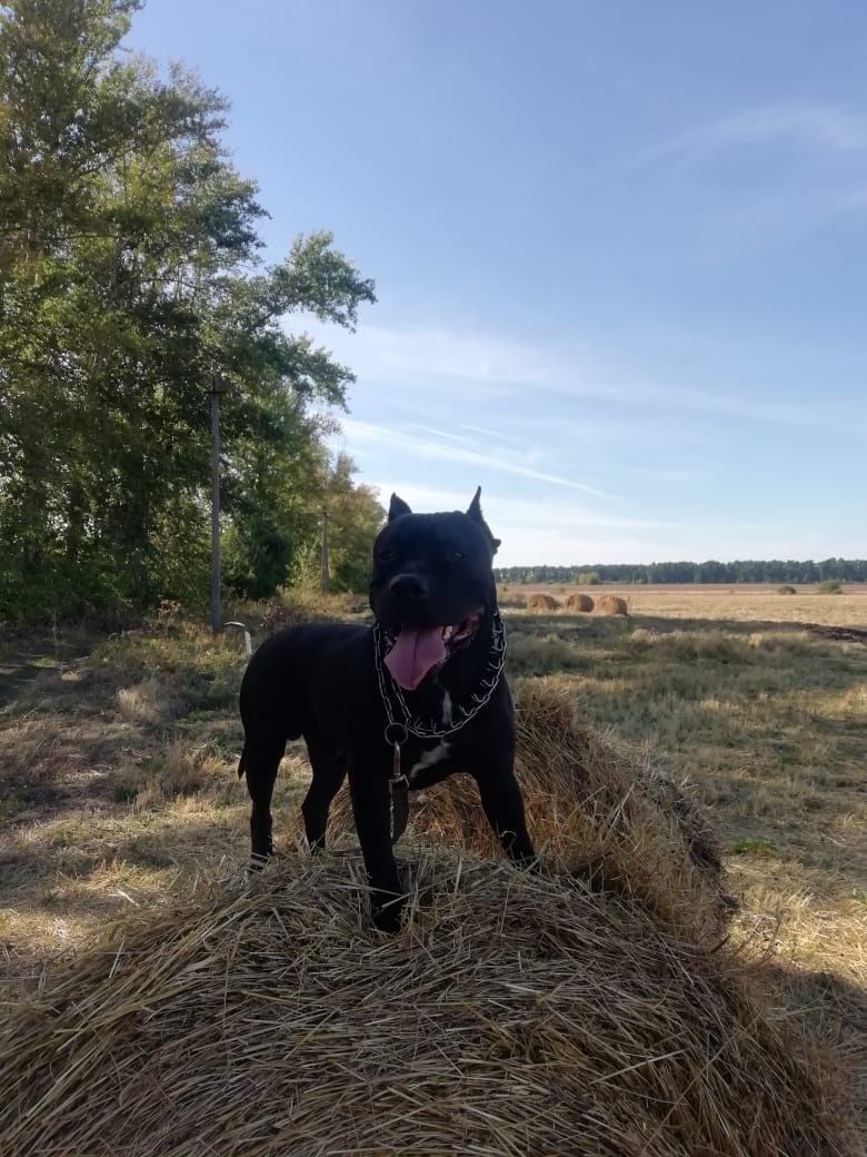 Photo of the dog