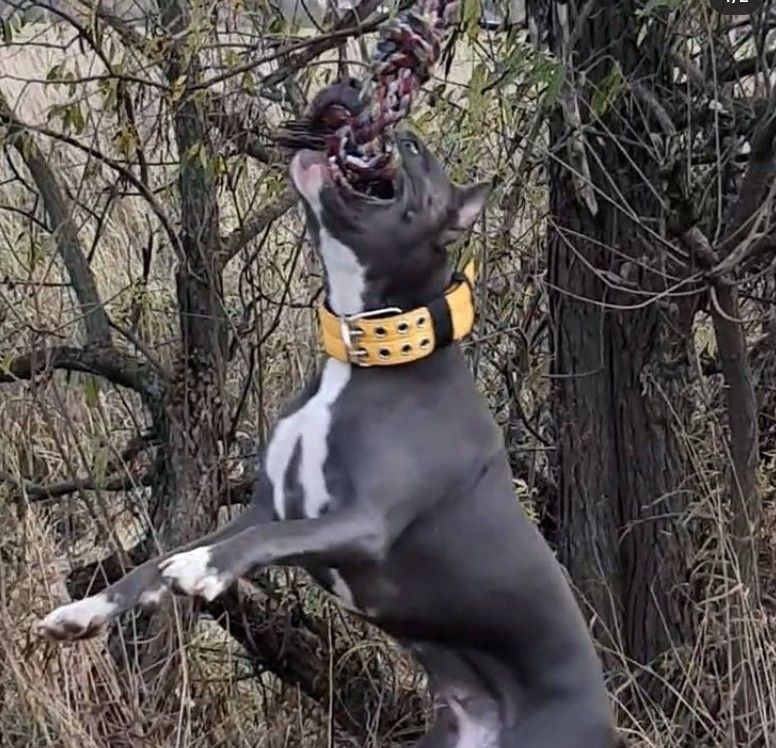 Photo of the dog