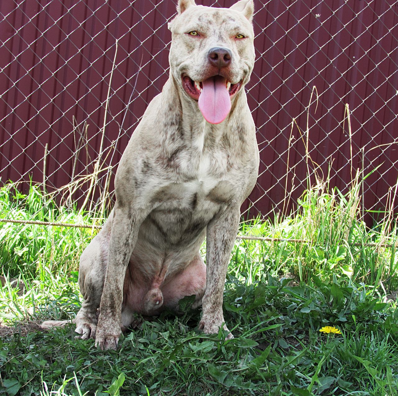 Photo of the dog