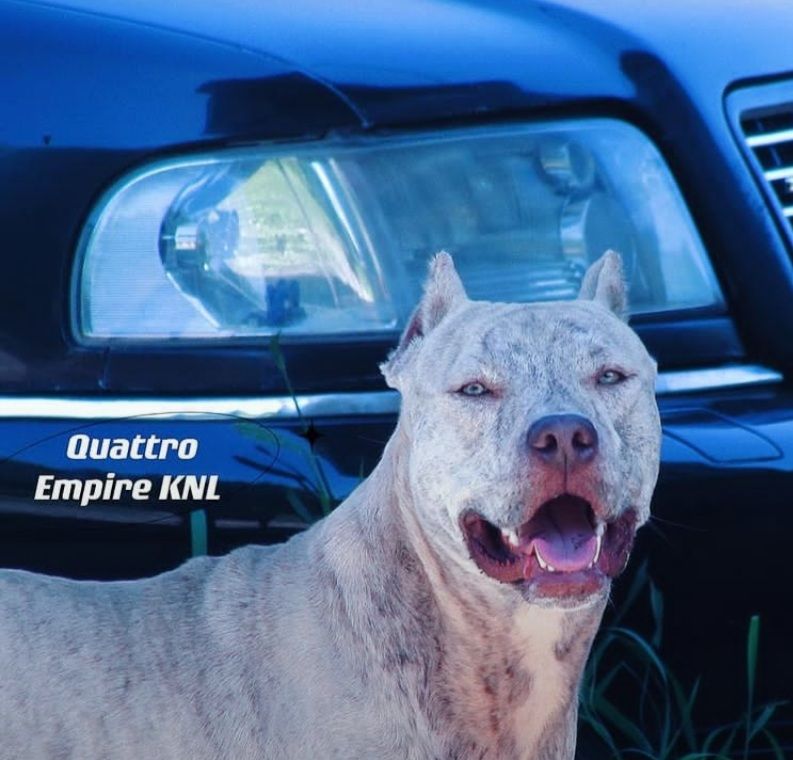 Photo of the dog