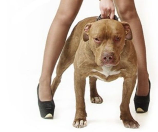 Photo of the dog