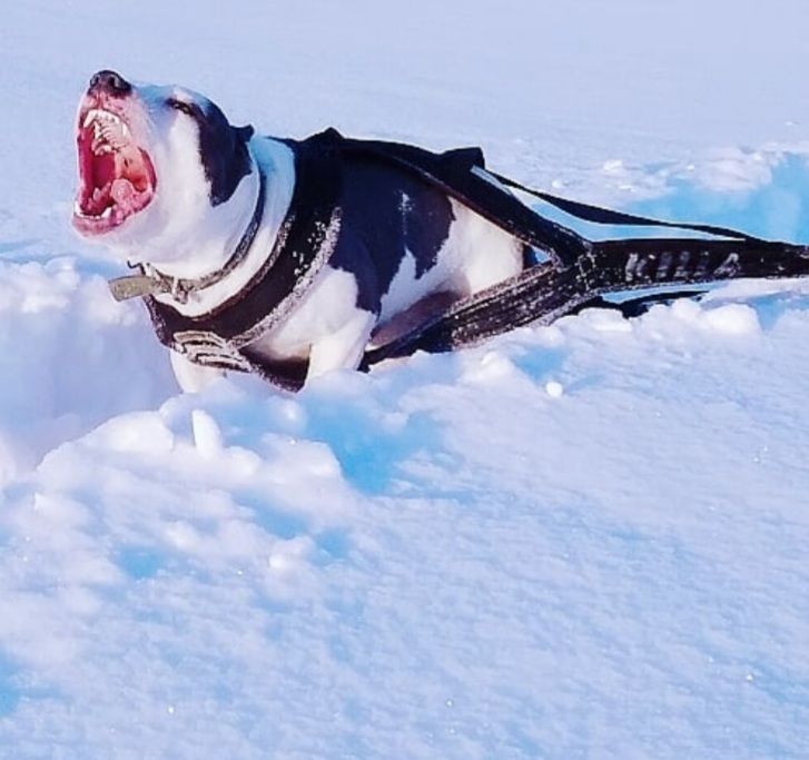 Photo of the dog