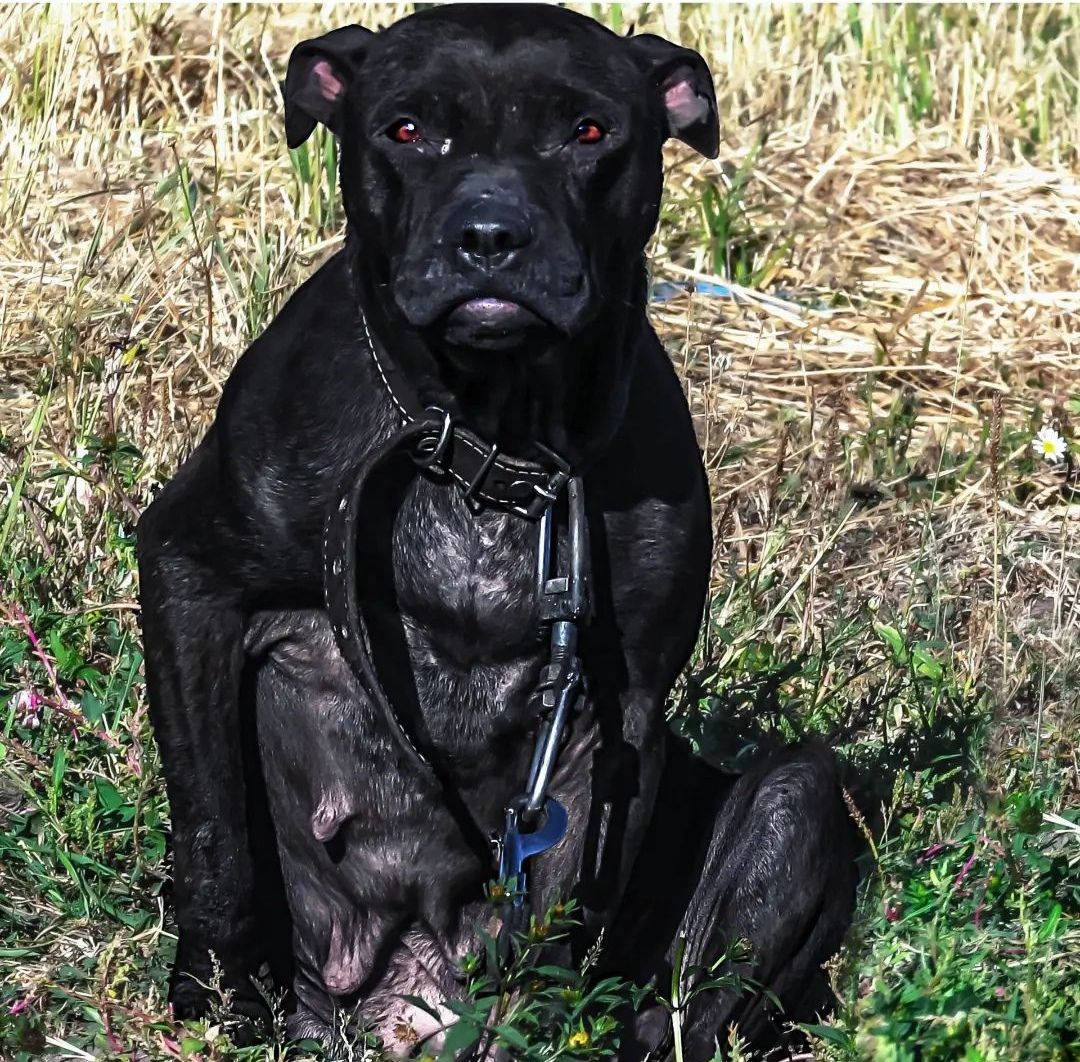Photo of the dog