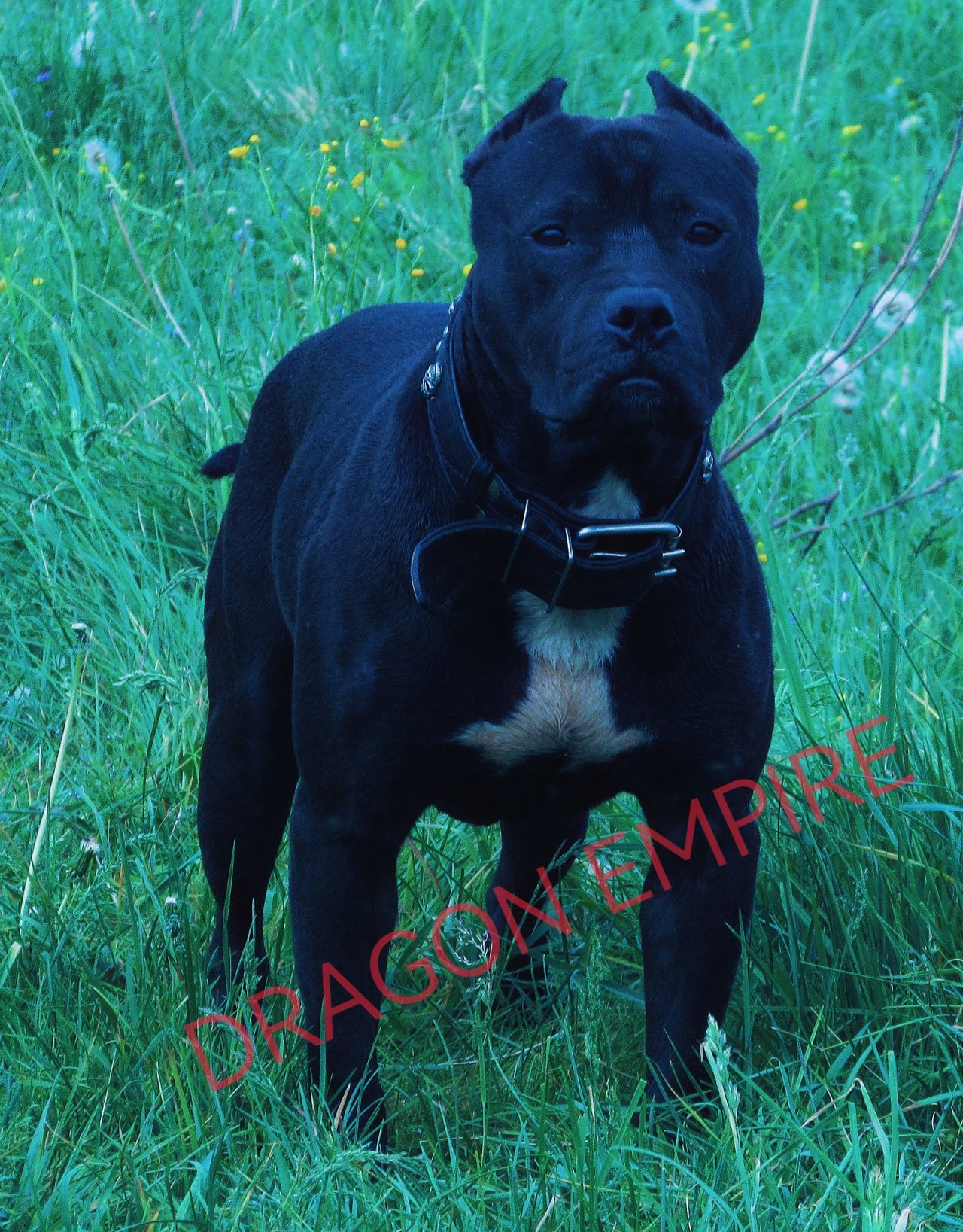 Photo of the dog