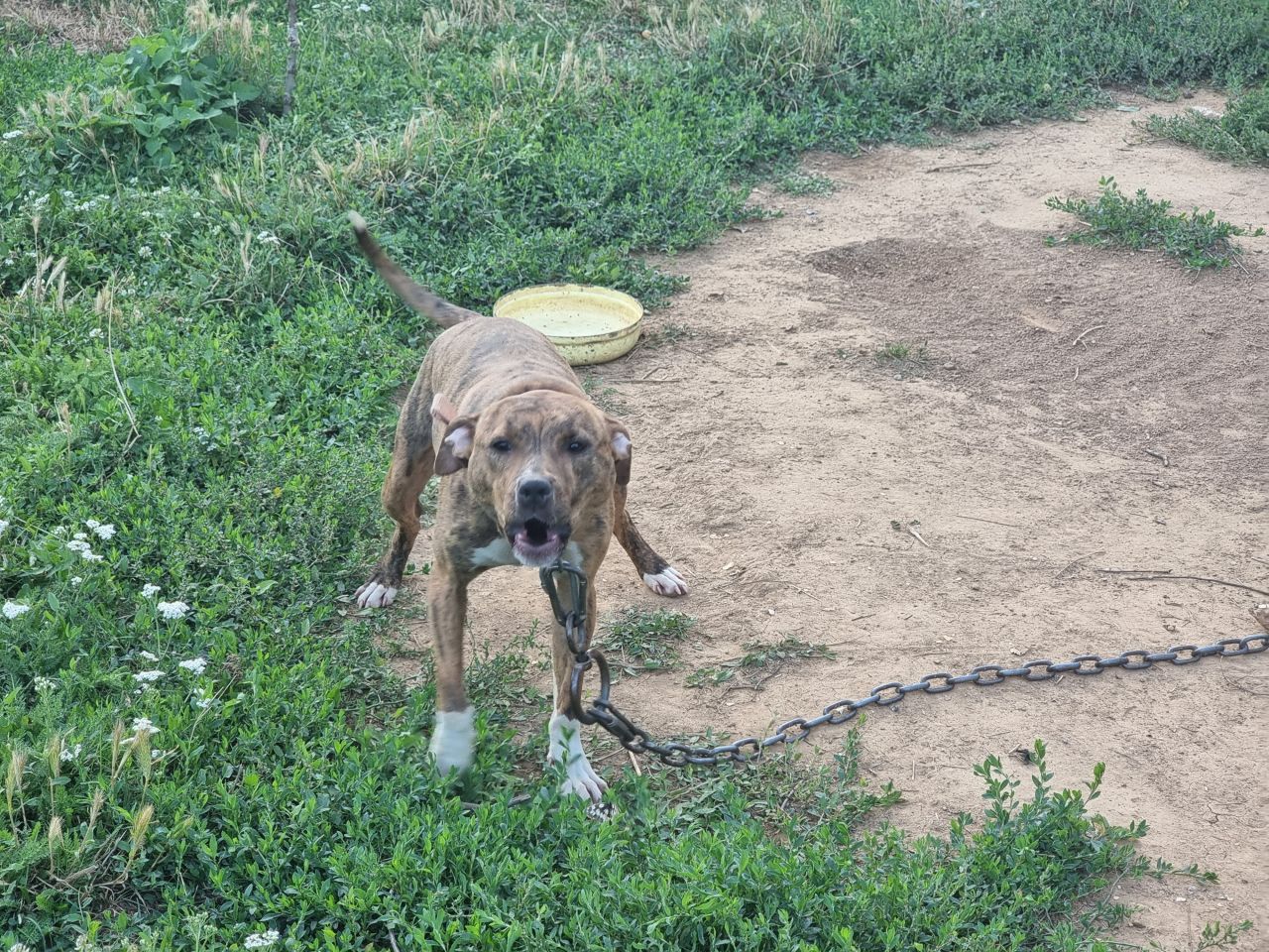 Photo of the dog