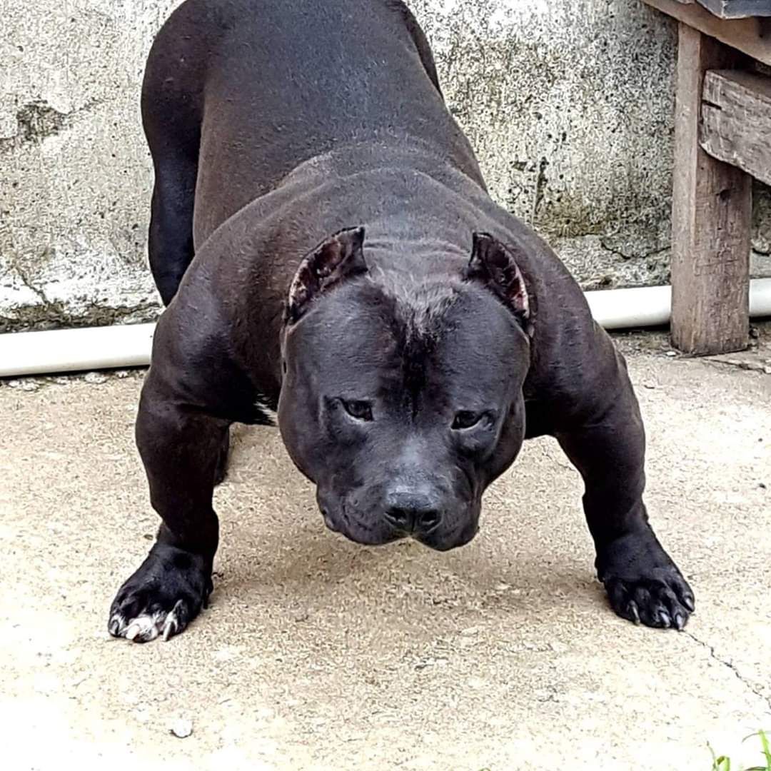 Photo of the dog
