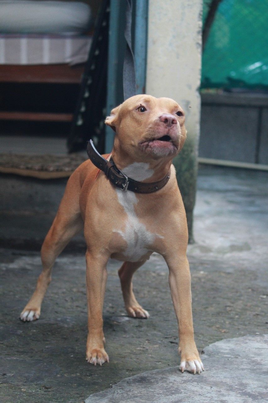 Photo of the dog