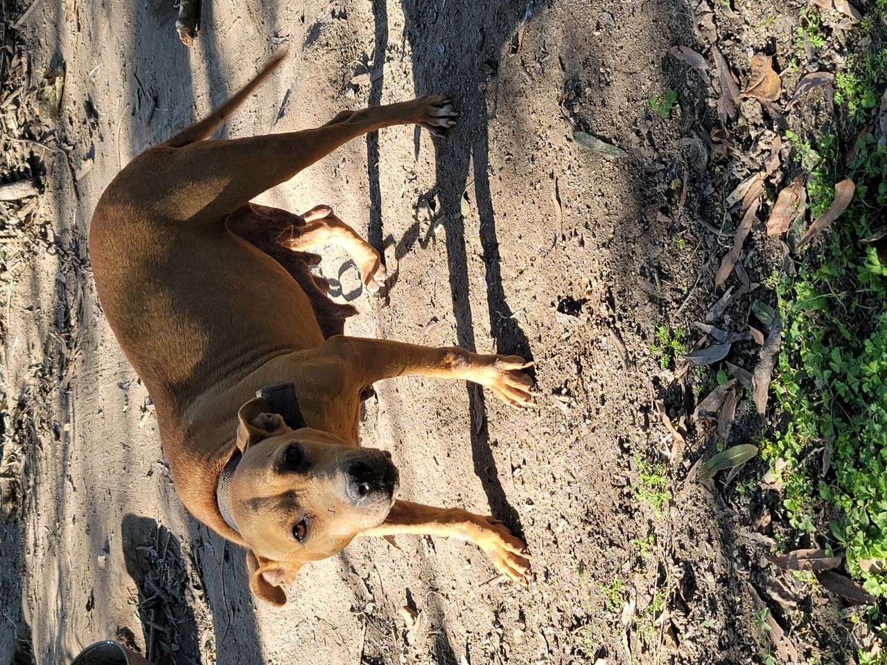 Photo of the dog
