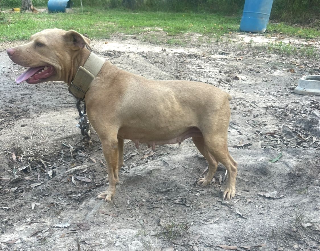 Photo of the dog