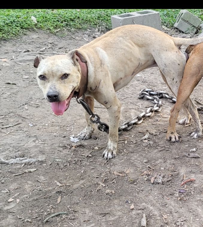 Photo of the dog