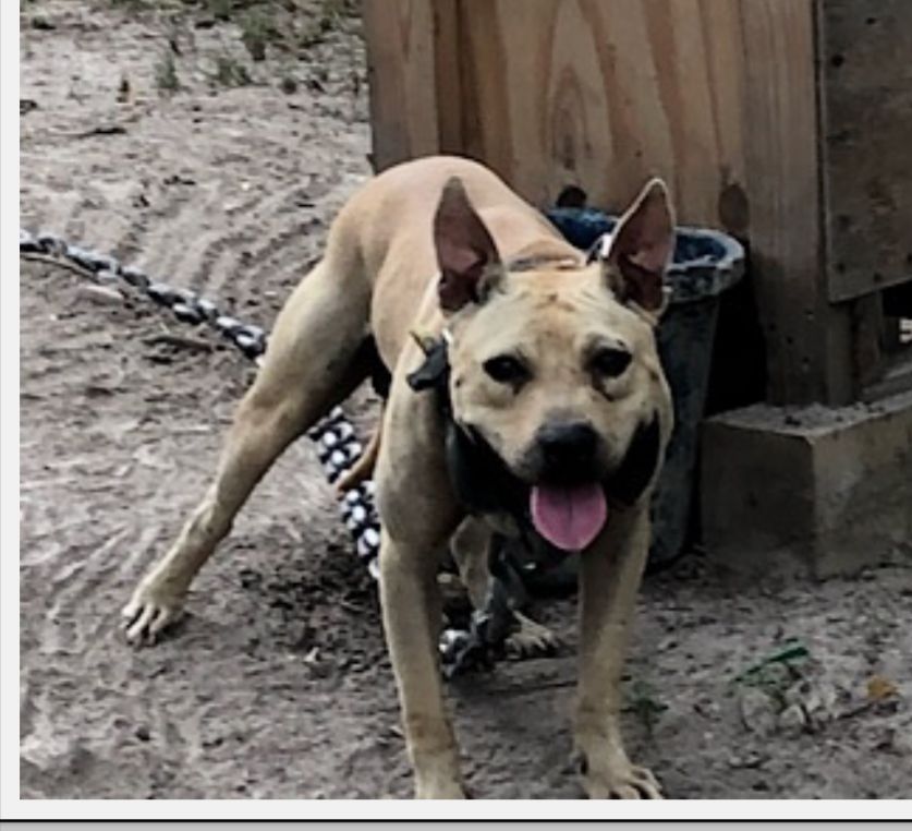 Photo of the dog