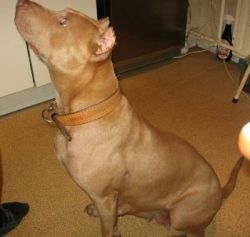 Photo of the dog